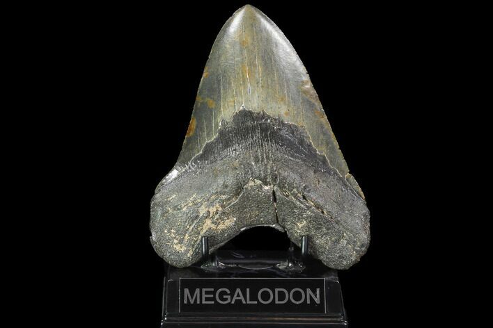 Fossil Megalodon Tooth - Serrated Blade #98996